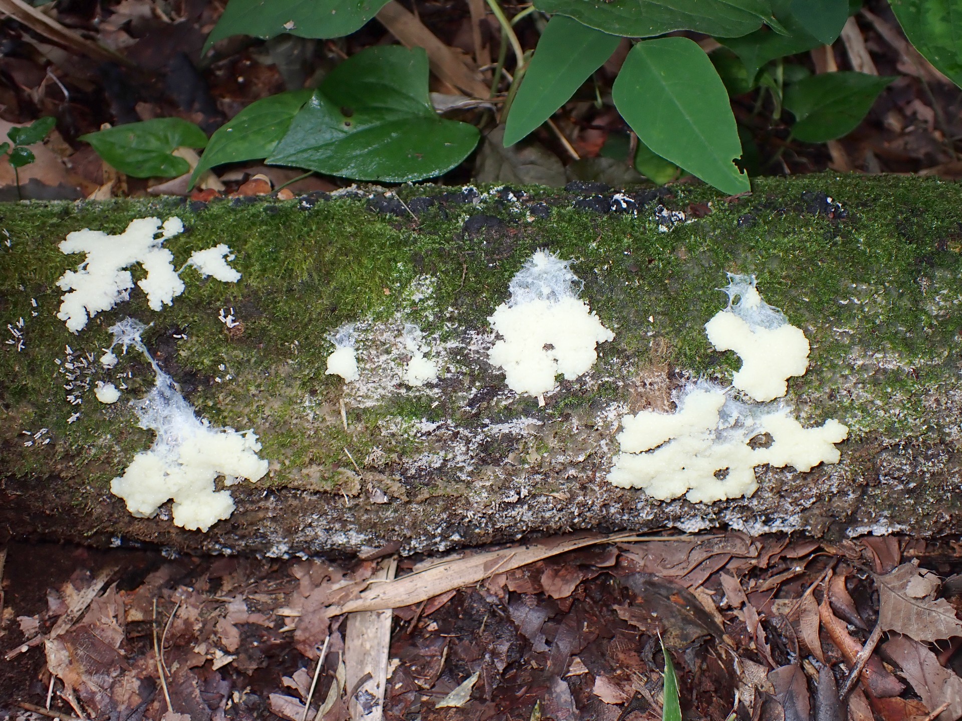 粘菌-淡黄色の変形体 の高画質写真です。横浜市で、2024年7月15日に撮影したものです。