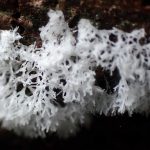 白い変形体 の高画質写真です。横浜市で、2024年7月7日に撮影したものです。