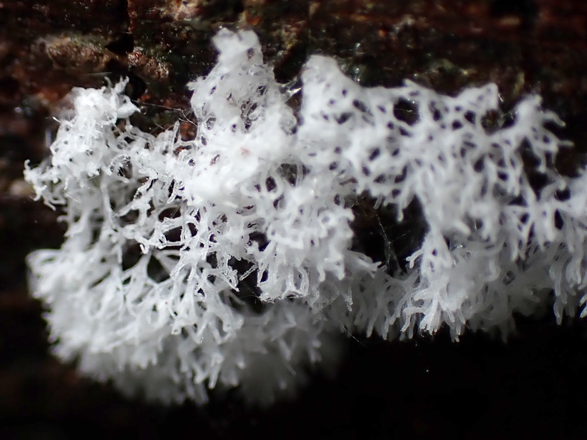 白い変形体 の高画質写真です。横浜市で、2024年7月7日に撮影したものです。