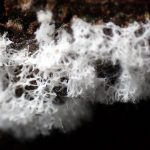 白い変形体 の高画質写真です。横浜市で、2024年7月8日に撮影したものです。