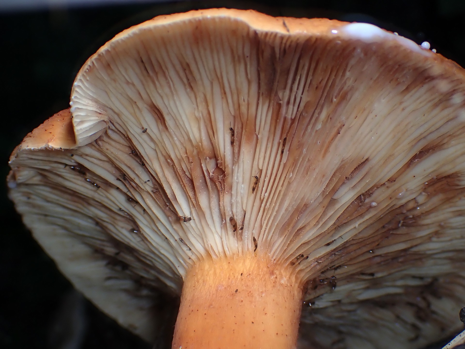 緋色のきのこの高画質写真です。横浜市で、2024年7月19日に撮影したものです。