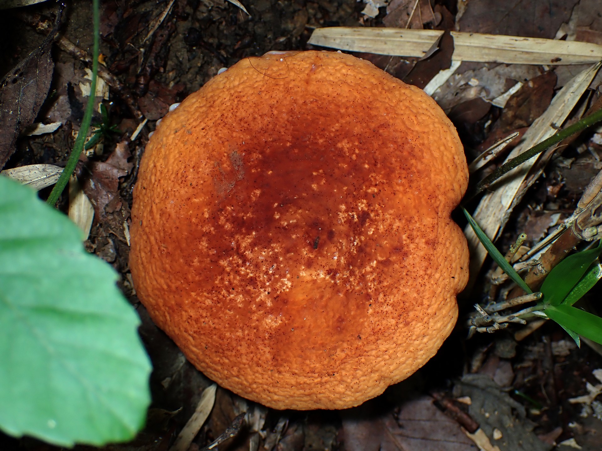 緋色のきのこの高画質写真です。横浜市で、2024年7月19日に撮影したものです。