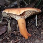 緋色のきのこの高画質写真です。横浜市で、2024年7月19日に撮影したものです。