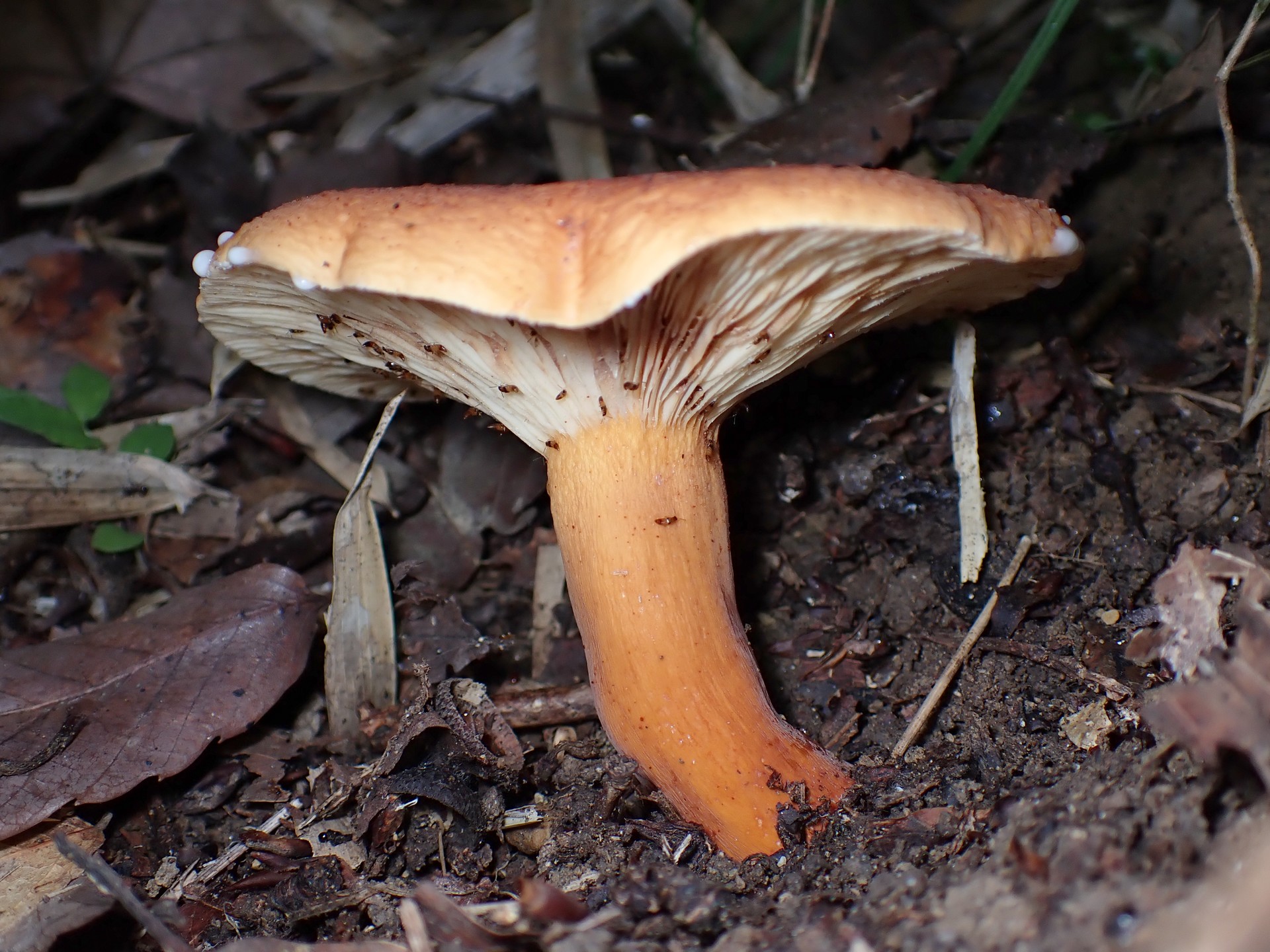 緋色のきのこの高画質写真です。横浜市で、2024年7月19日に撮影したものです。