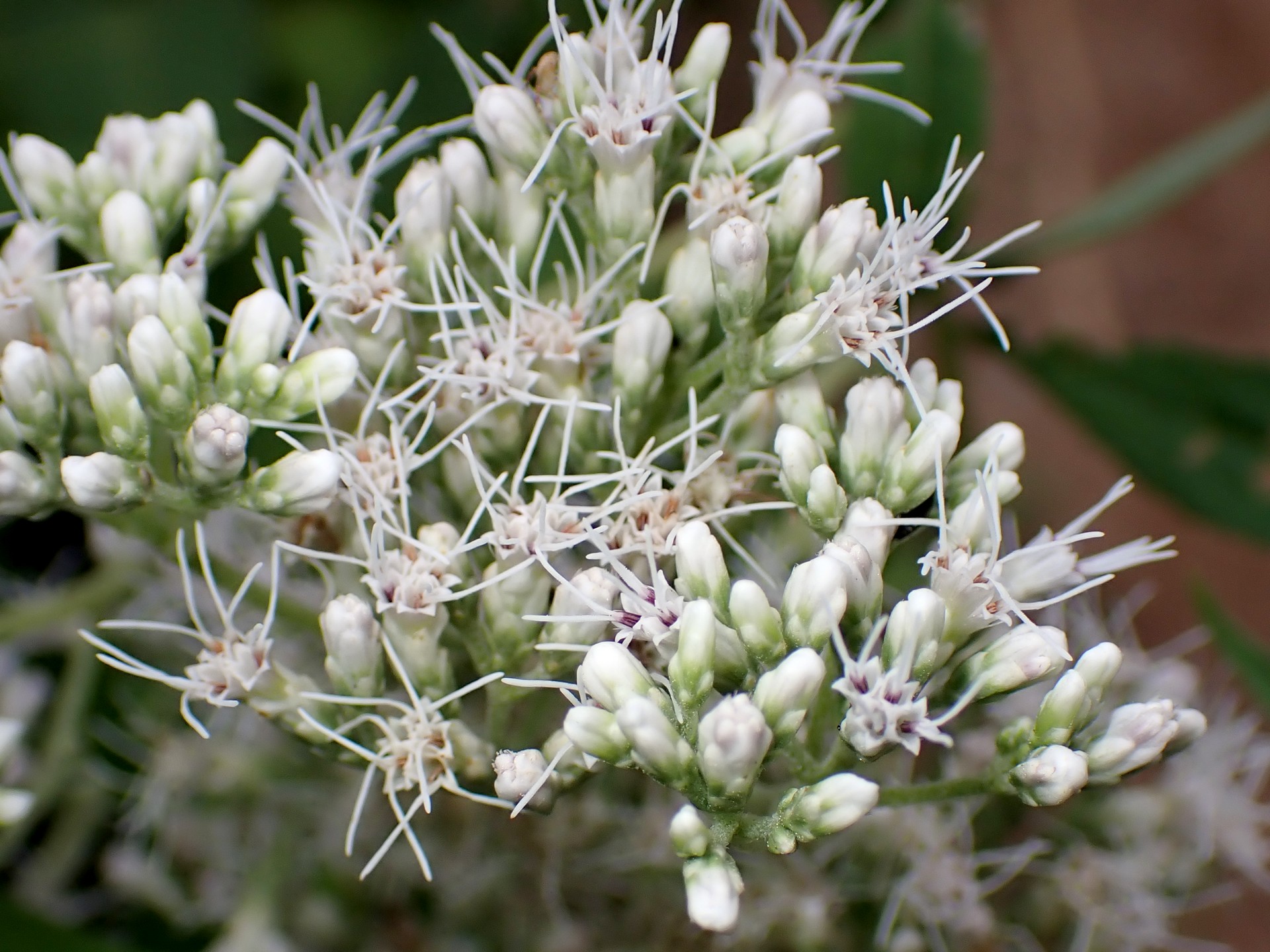 ヒヨドリバナ の高画質写真です。横浜市で、2024年7月18日に撮影したものです。