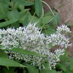 ヒヨドリバナ の高画質写真です。横浜市で、2024年7月18日に撮影したものです。