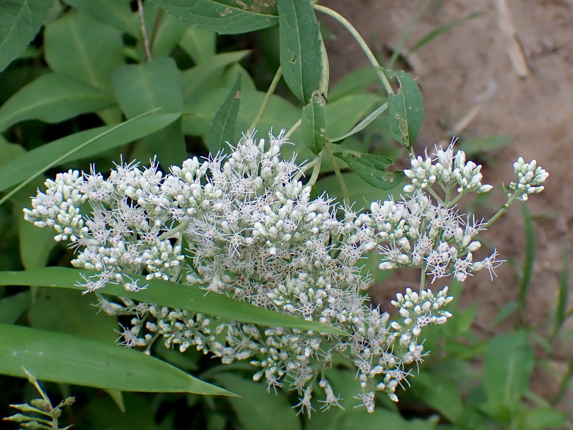 ヒヨドリバナ の高画質写真です。横浜市で、2024年7月18日に撮影したものです。