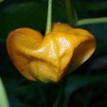 ホオズキ の高画質写真です。横浜市で、2024年7月21日に撮影したものです。