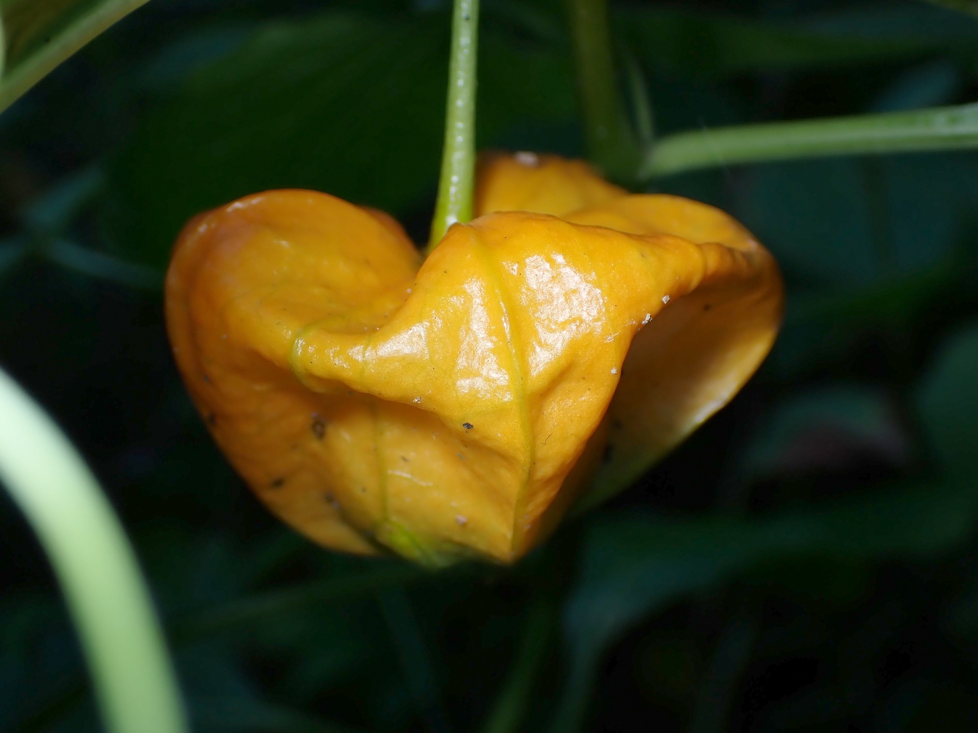 ホオズキ の高画質写真です。横浜市で、2024年7月21日に撮影したものです。