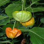 ホオズキの高画質写真です。横浜市で、2024年7月26日に撮影したものです。