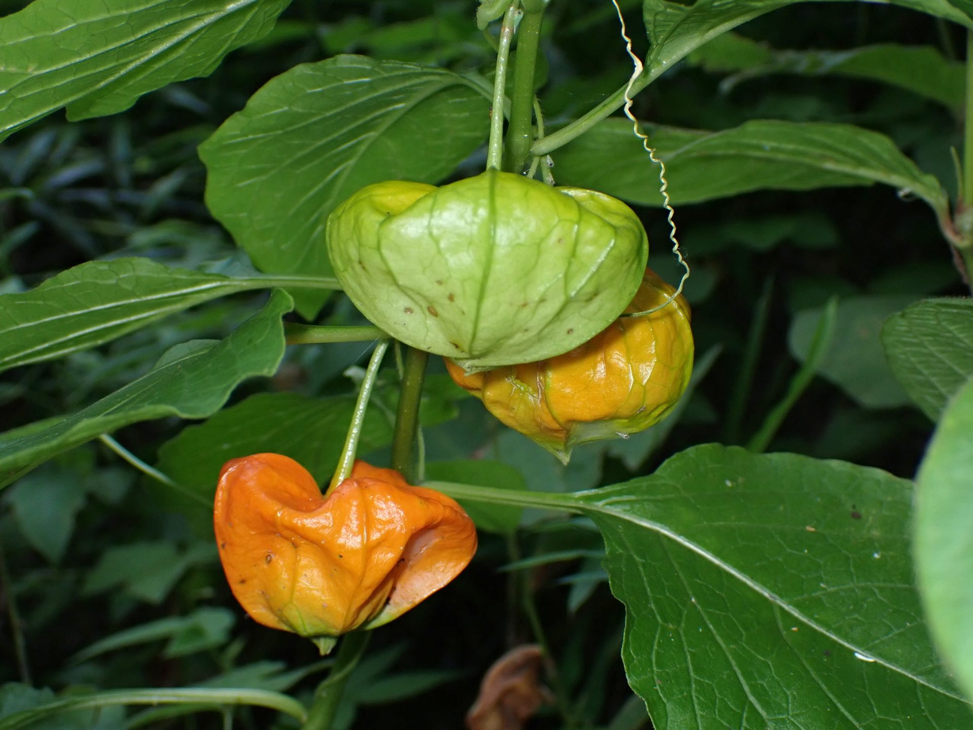 ホオズキの高画質写真です。横浜市で、2024年7月26日に撮影したものです。