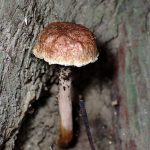 イグチの仲間？ の高画質写真です。横浜市で、2024年7月26日に撮影したものです。