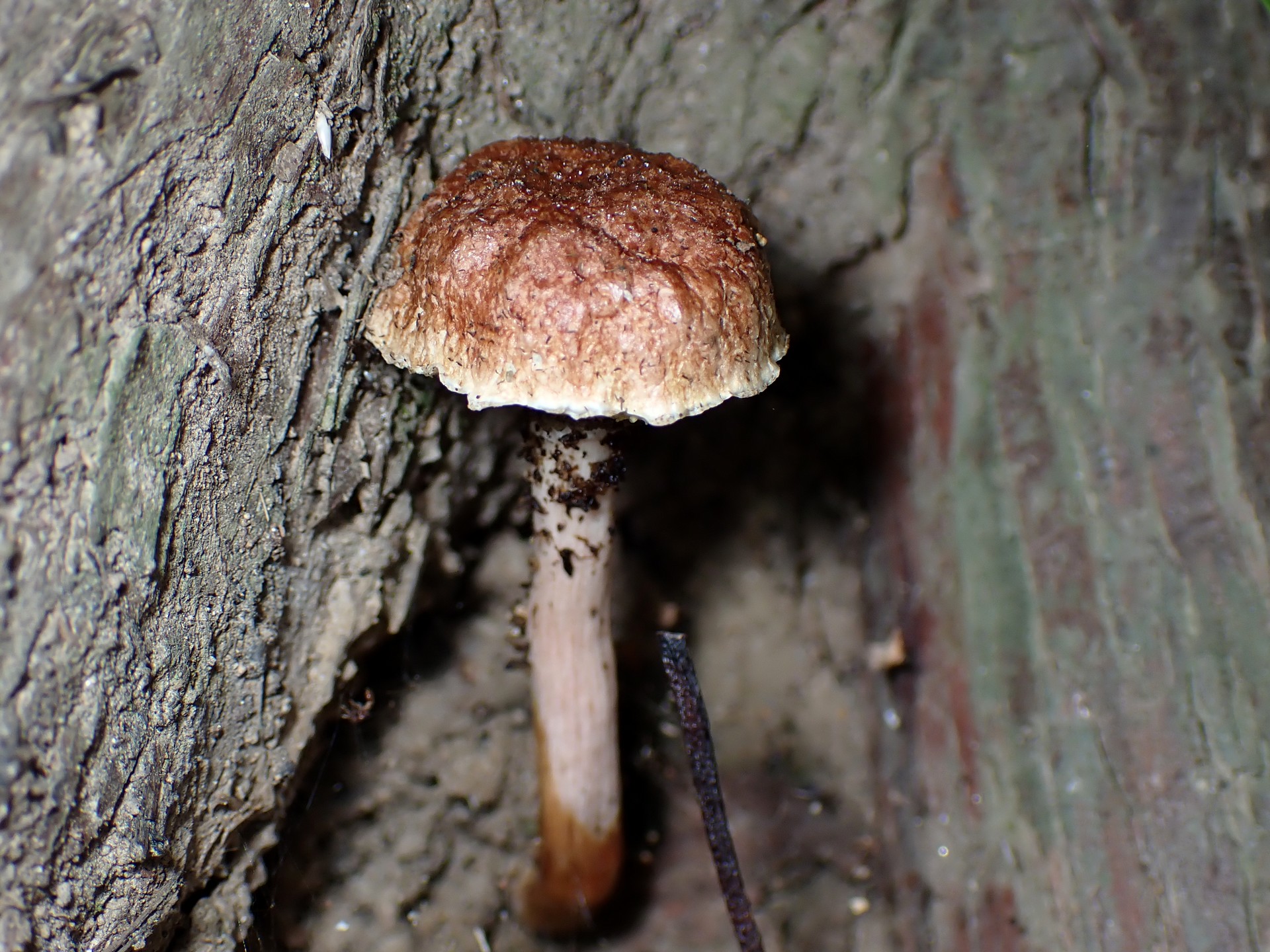 イグチの仲間？ の高画質写真です。横浜市で、2024年7月26日に撮影したものです。