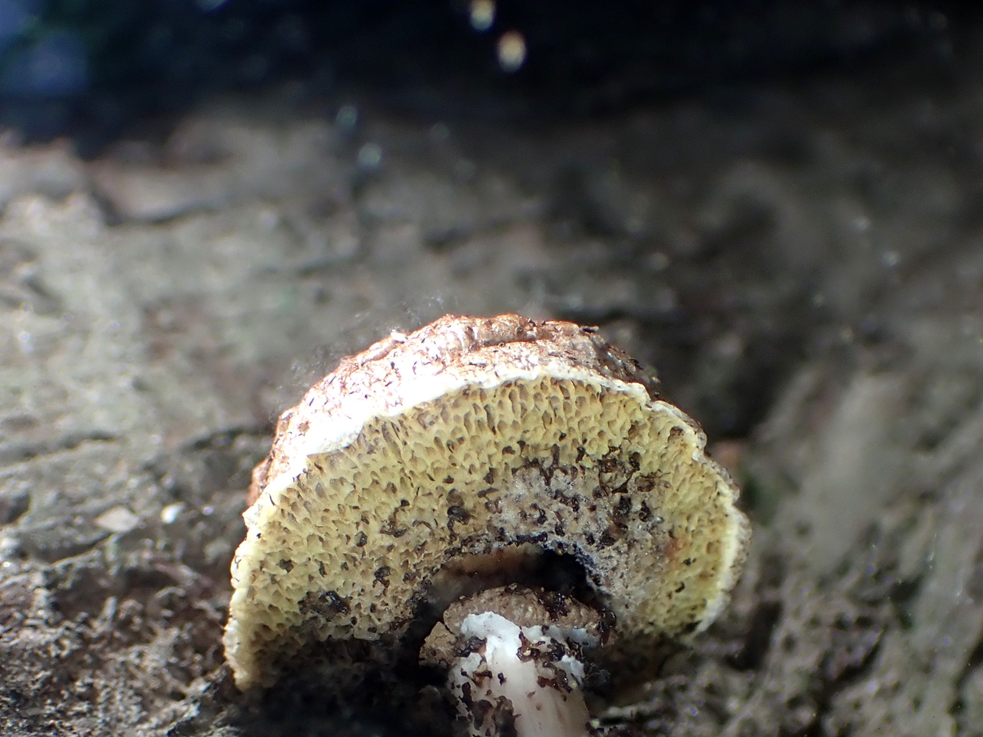 イグチの仲間？ の高画質写真です。横浜市で、2024年7月26日に撮影したものです。