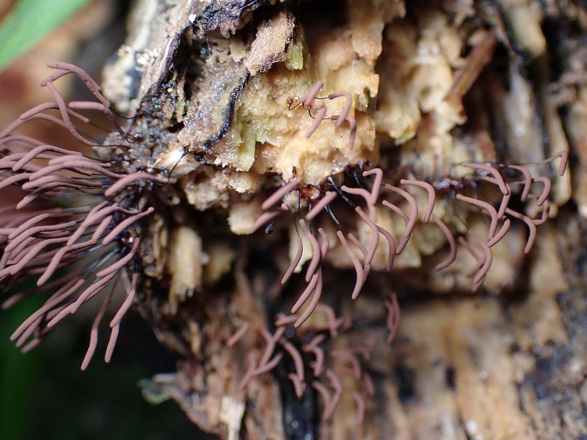 イリマメムラサキホコリ の高画質写真です。横浜市で、2024年7月3日に撮影したものです。