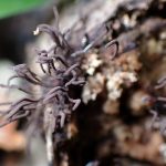 イリマメムラサキホコリの高画質写真です。横浜市で、2024年7月10日に撮影したものです。