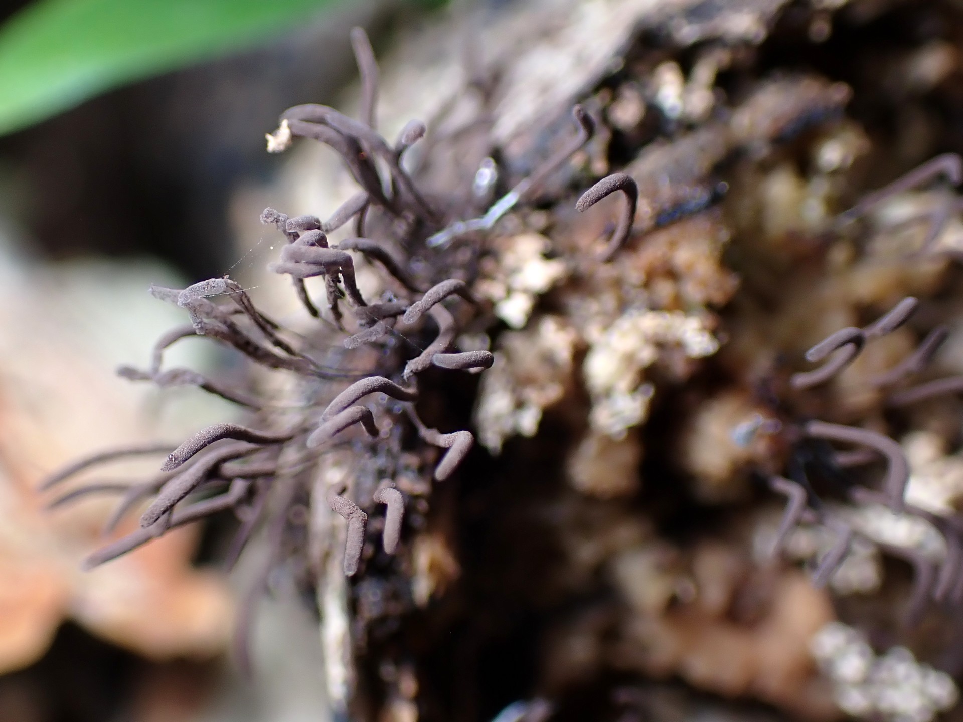 イリマメムラサキホコリの高画質写真です。横浜市で、2024年7月10日に撮影したものです。