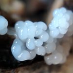 イリマメムラサキホコリ の高画質写真です。横浜市で、2024年7月2日に撮影したものです。