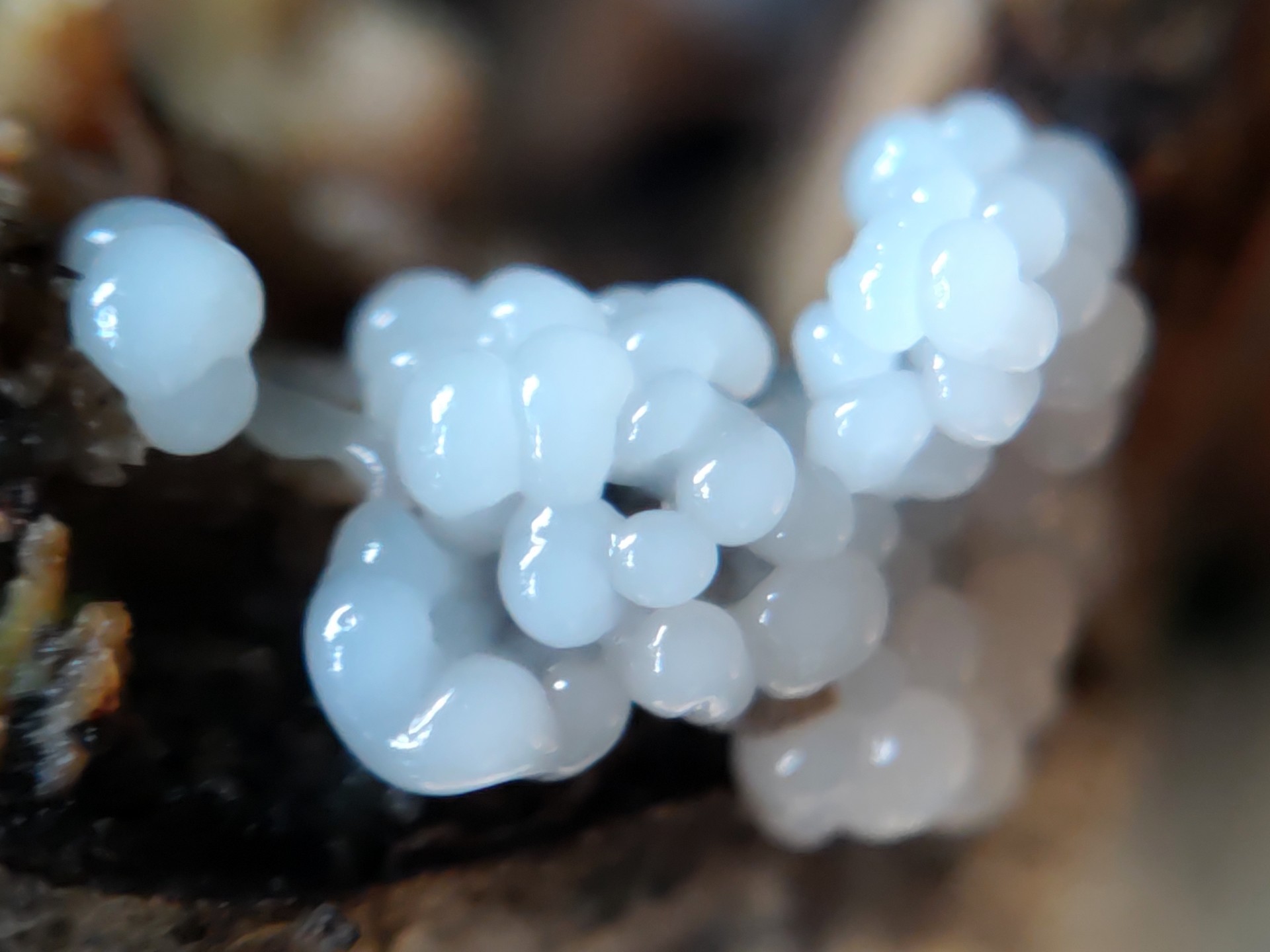 イリマメムラサキホコリ の高画質写真です。横浜市で、2024年7月2日に撮影したものです。