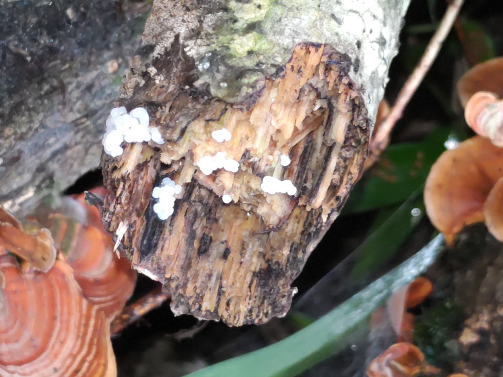 イリマメムラサキホコリ の高画質写真です。横浜市で、2024年7月2日に撮影したものです。