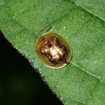 ジンガサハムシ の高画質写真です。横浜市で、2024年7月19日に撮影したものです。