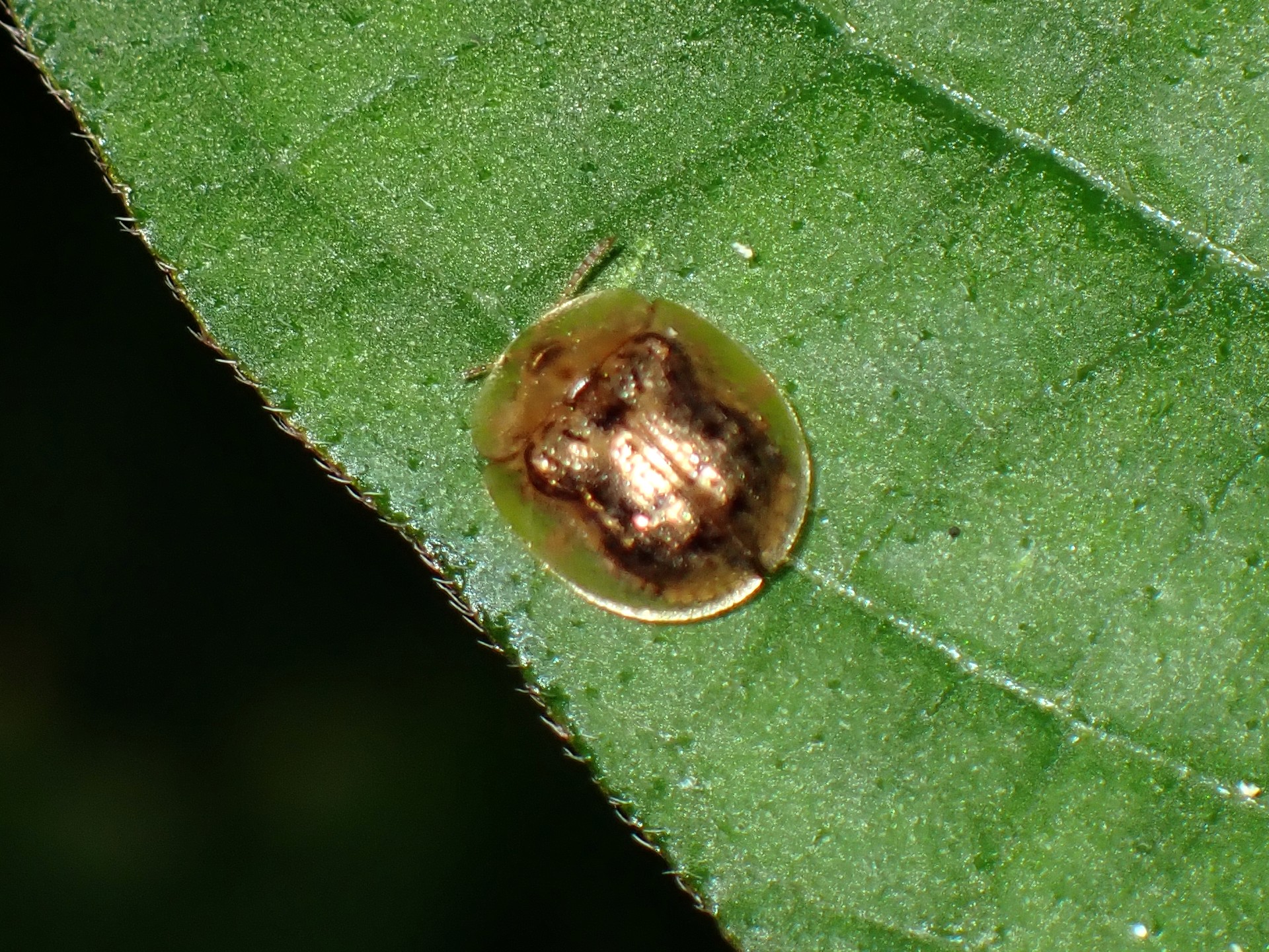 ジンガサハムシ の高画質写真です。横浜市で、2024年7月19日に撮影したものです。