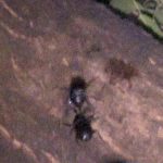 カブトムシの高画質写真です。横浜市で、2024年7月24日に撮影したものです。