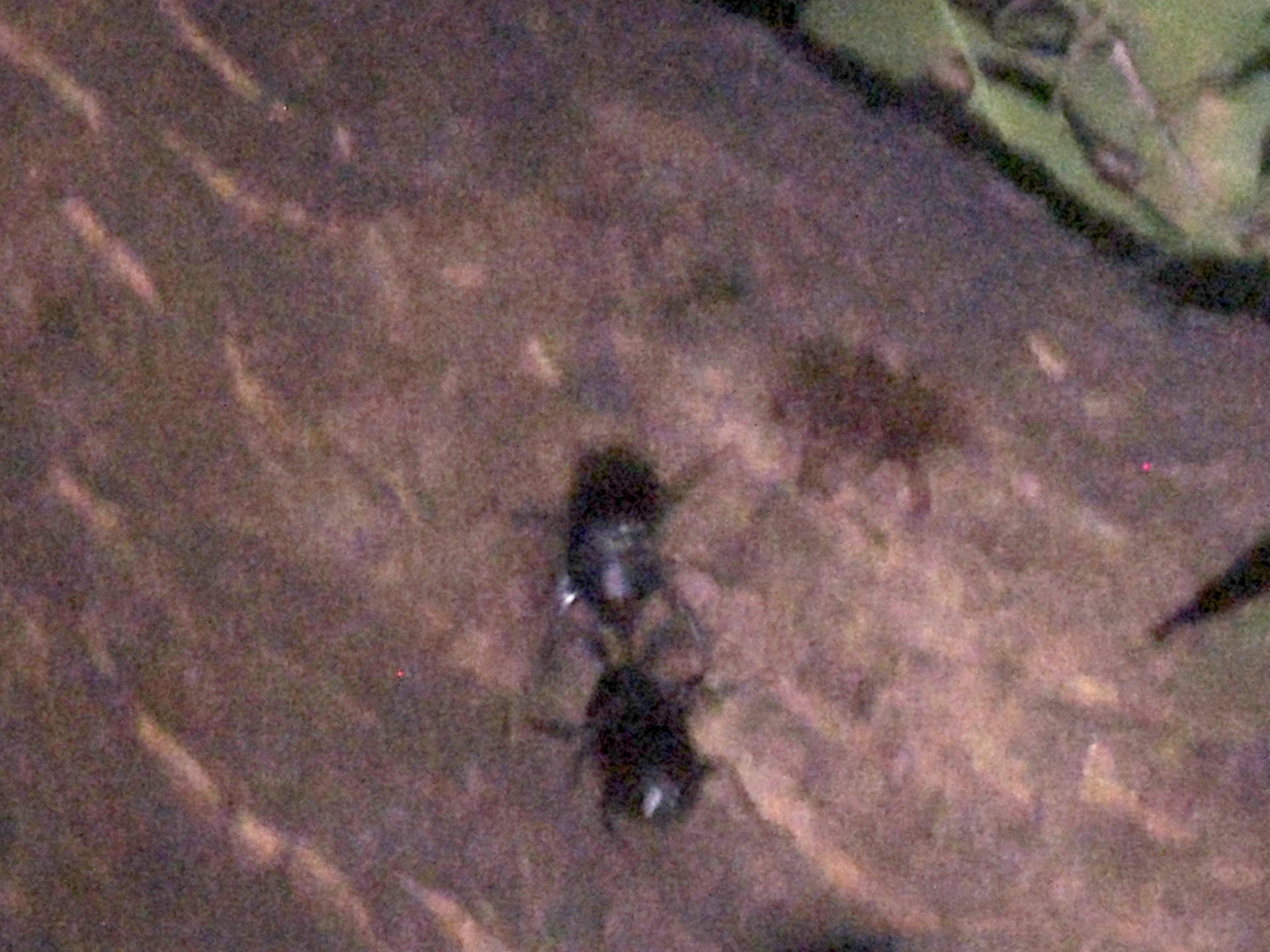 カブトムシの高画質写真です。横浜市で、2024年7月24日に撮影したものです。