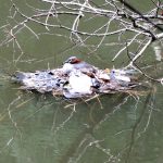 カイツブリの巣の高画質写真です。横浜市で、2024年7月16日に撮影したものです。