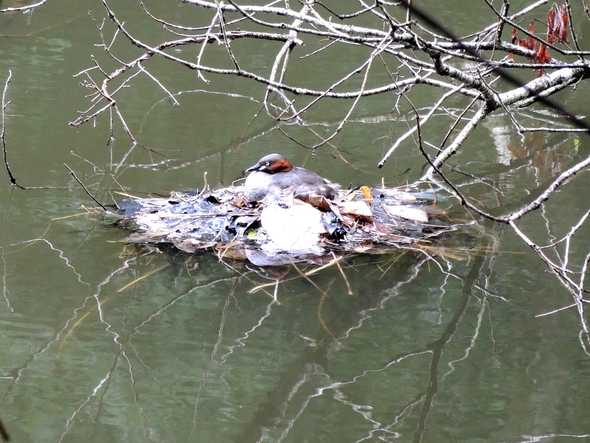 カイツブリの巣の高画質写真です。横浜市で、2024年7月16日に撮影したものです。