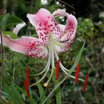 カノコユリの高画質写真です。横浜市で、2024年7月24日に撮影したものです。