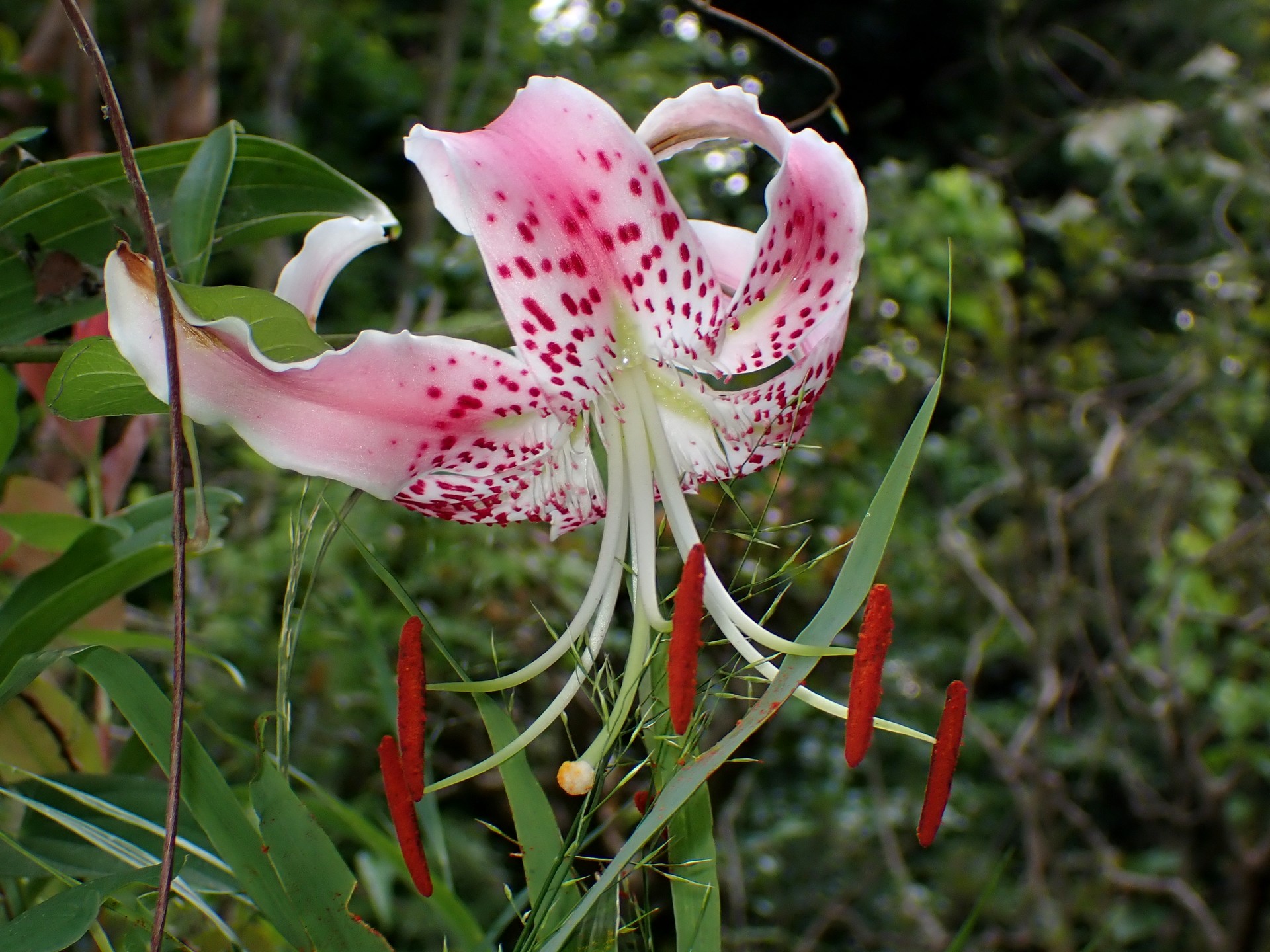 カノコユリの高画質写真です。横浜市で、2024年7月24日に撮影したものです。