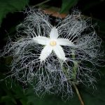 カラスウリ の高画質写真です。横浜市で、2024年7月26日に撮影したものです。