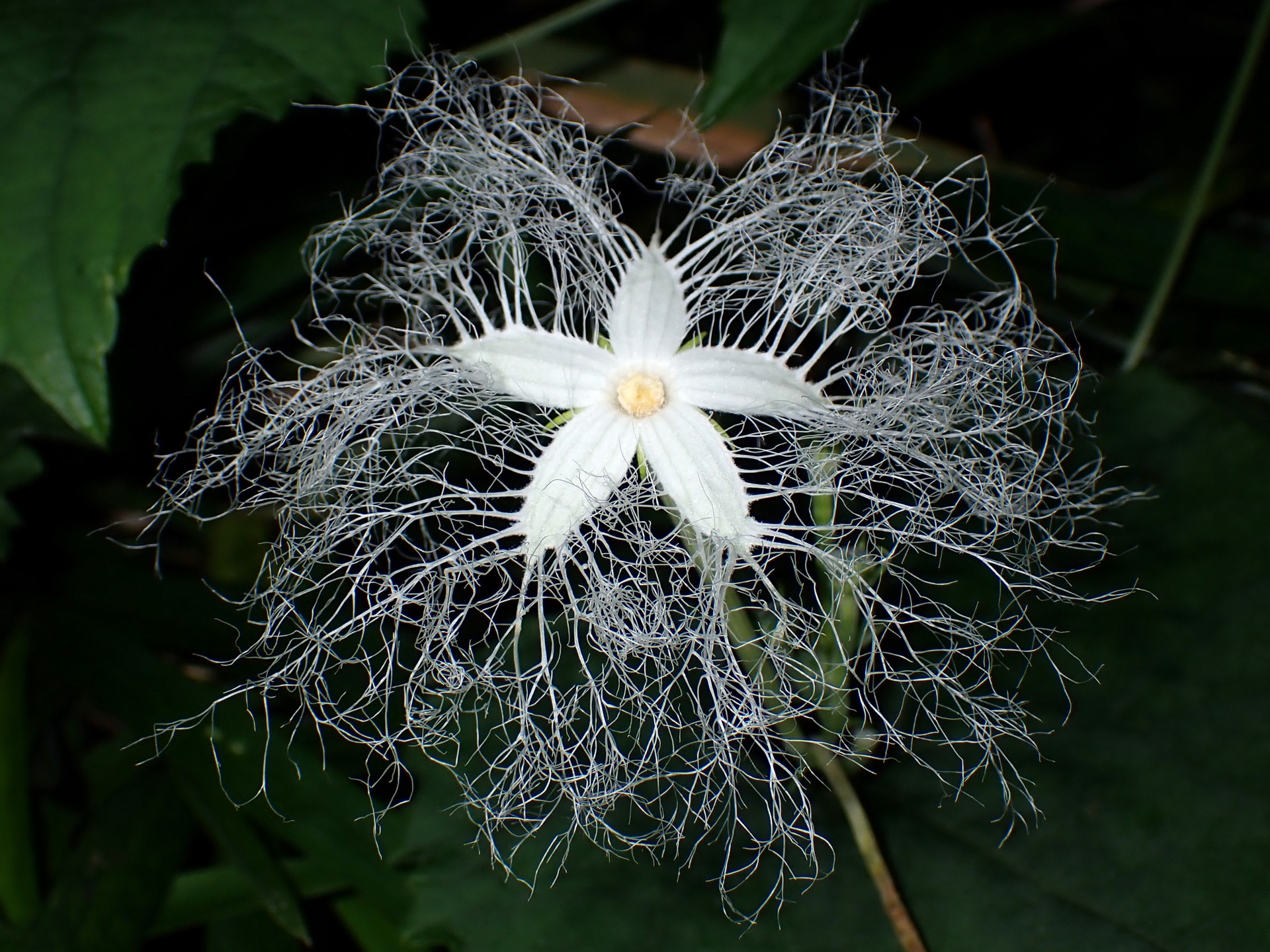 カラスウリ の高画質写真です。横浜市で、2024年7月26日に撮影したものです。