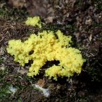 黄色い変形体 の高画質写真です。横浜市で、2024年7月26日に撮影したものです。