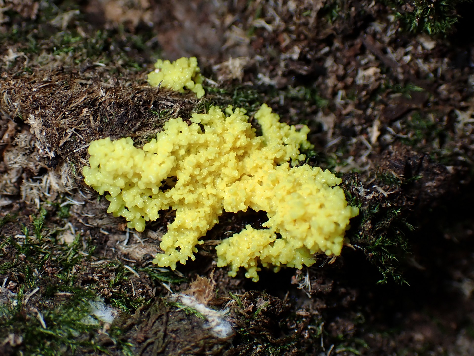黄色い変形体 の高画質写真です。横浜市で、2024年7月26日に撮影したものです。