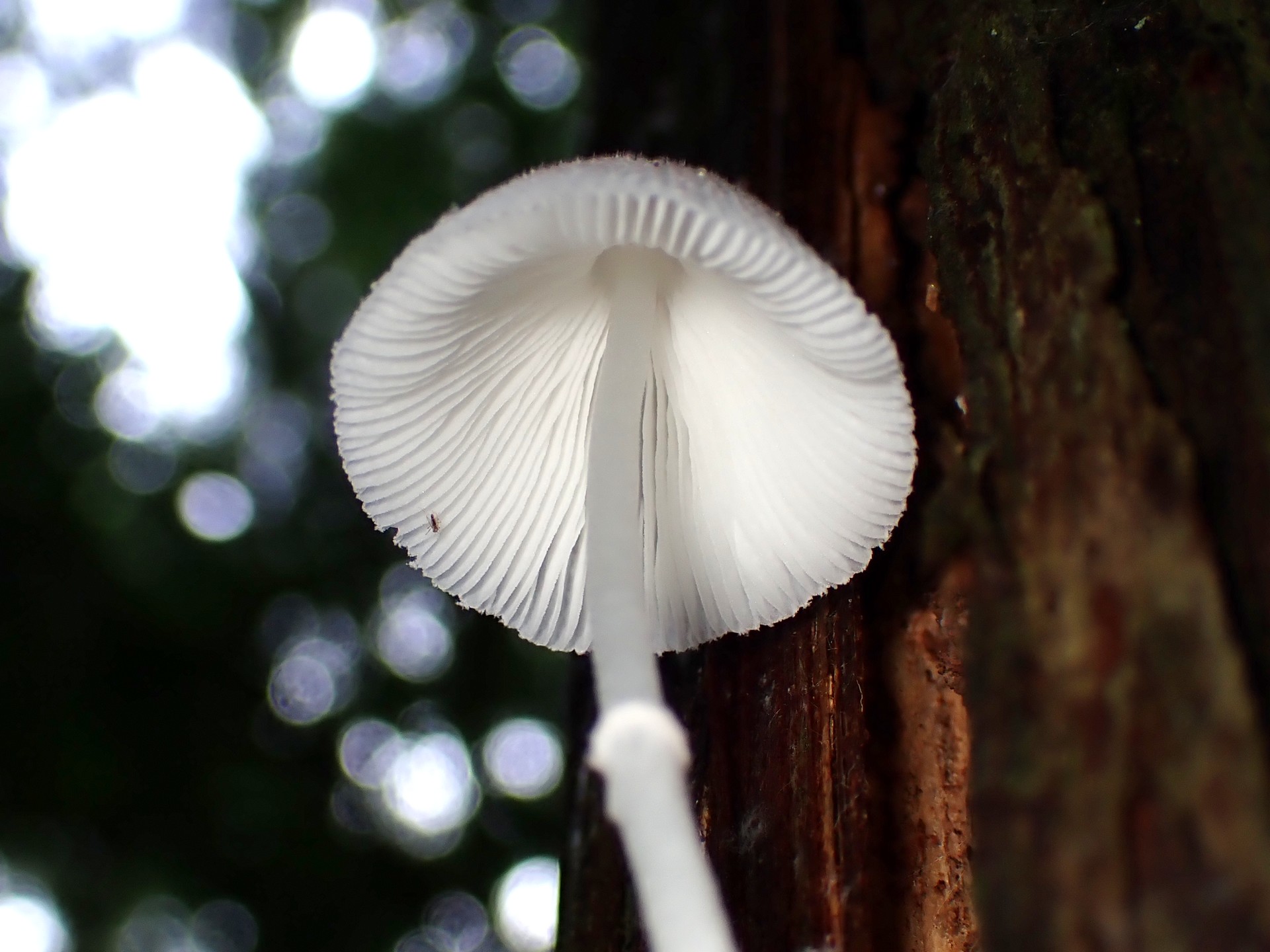 キツネノカラカサ の高画質写真です。横浜市で、2024年7月4日に撮影したものです。