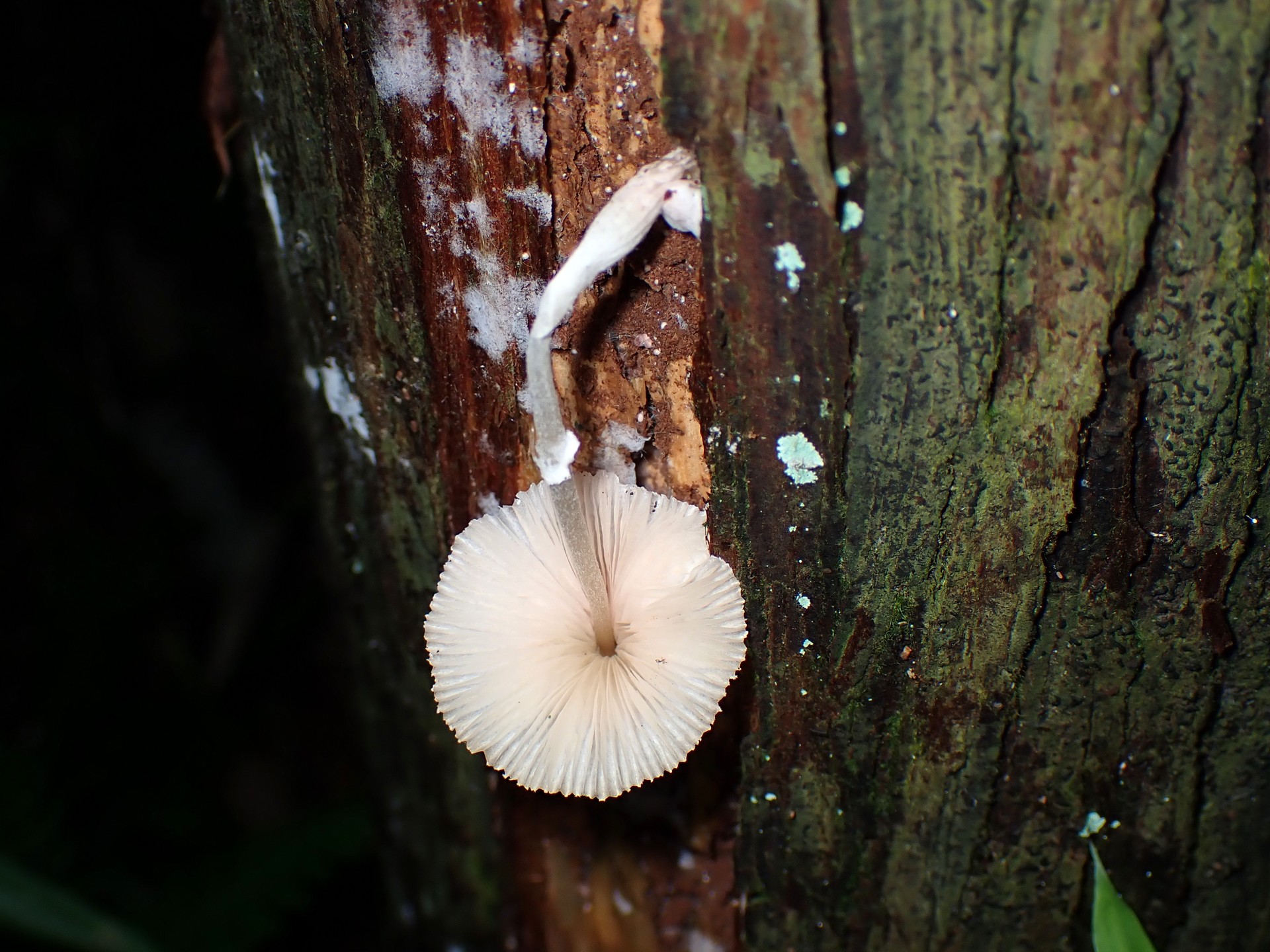 キツネノカラカサの老員 の高画質写真です。横浜市で、2024年7月5日に撮影したものです。