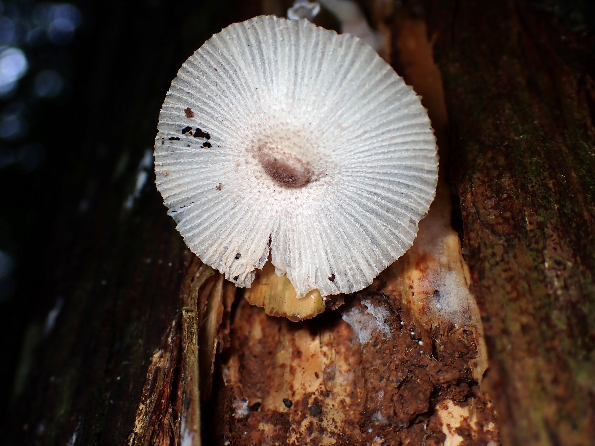 キツネノカラカサの老員 の高画質写真です。横浜市で、2024年7月5日に撮影したものです。