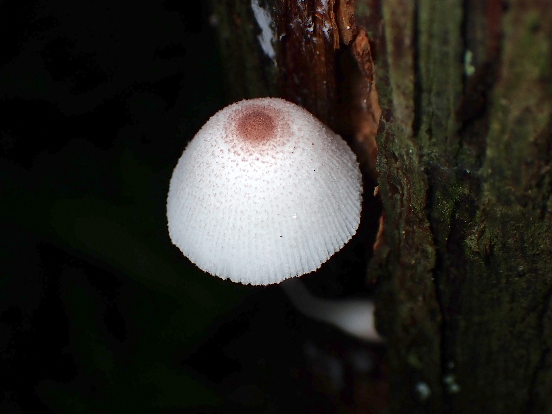 キツネノカラカサ の高画質写真です。横浜市で、2024年7月4日に撮影したものです。