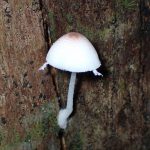 キツネノカラカサ の高画質写真です。横浜市で、2024年7月5日に撮影したものです。