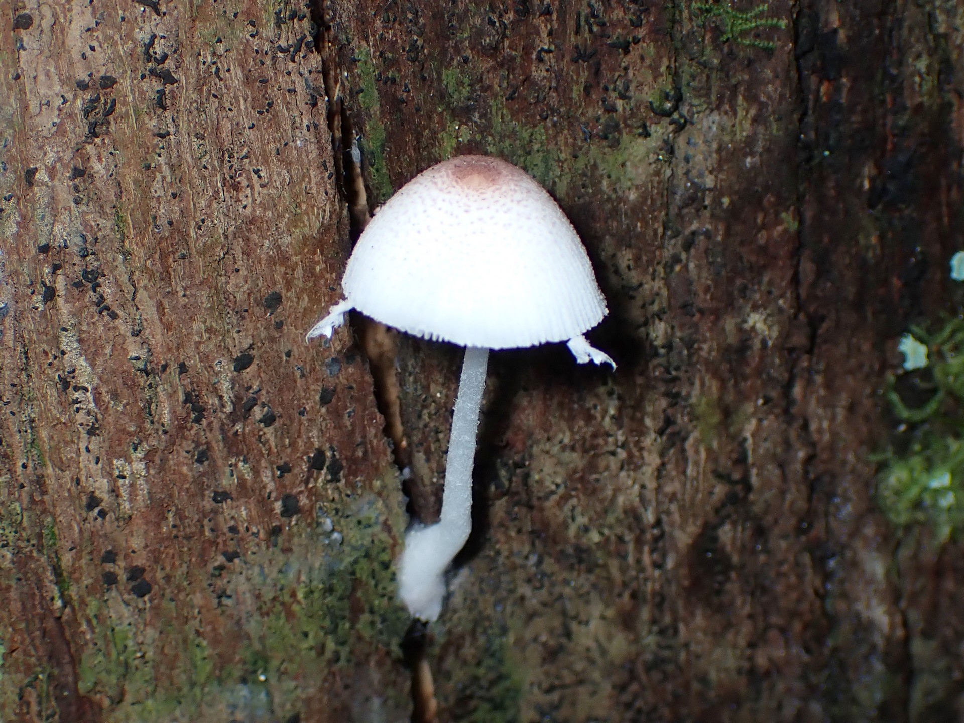 キツネノカラカサ の高画質写真です。横浜市で、2024年7月5日に撮影したものです。