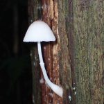 キツネノカラカサ の高画質写真です。横浜市で、2024年7月4日に撮影したものです。