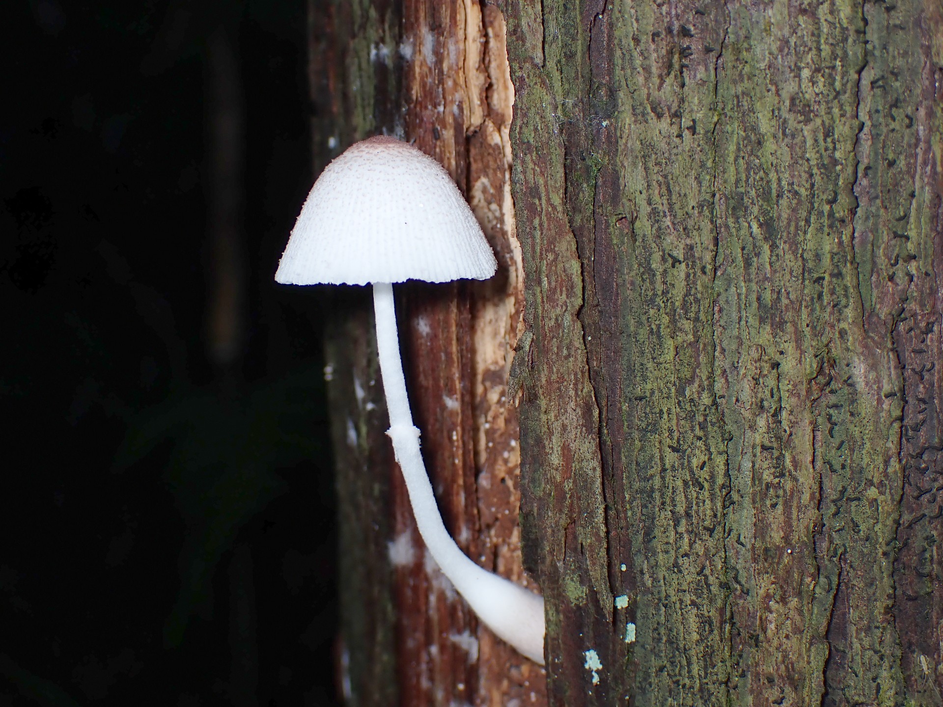 キツネノカラカサ の高画質写真です。横浜市で、2024年7月4日に撮影したものです。