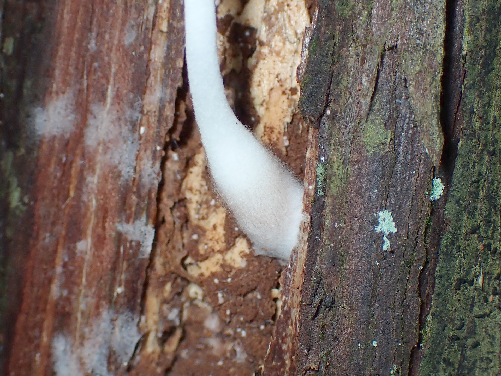 キツネノカラカサ の高画質写真です。横浜市で、2024年7月4日に撮影したものです。