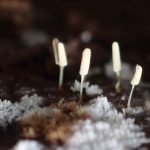 キウツボホコリの仲間の高画質写真です。横浜市で、2024年7月10日に撮影したものです。