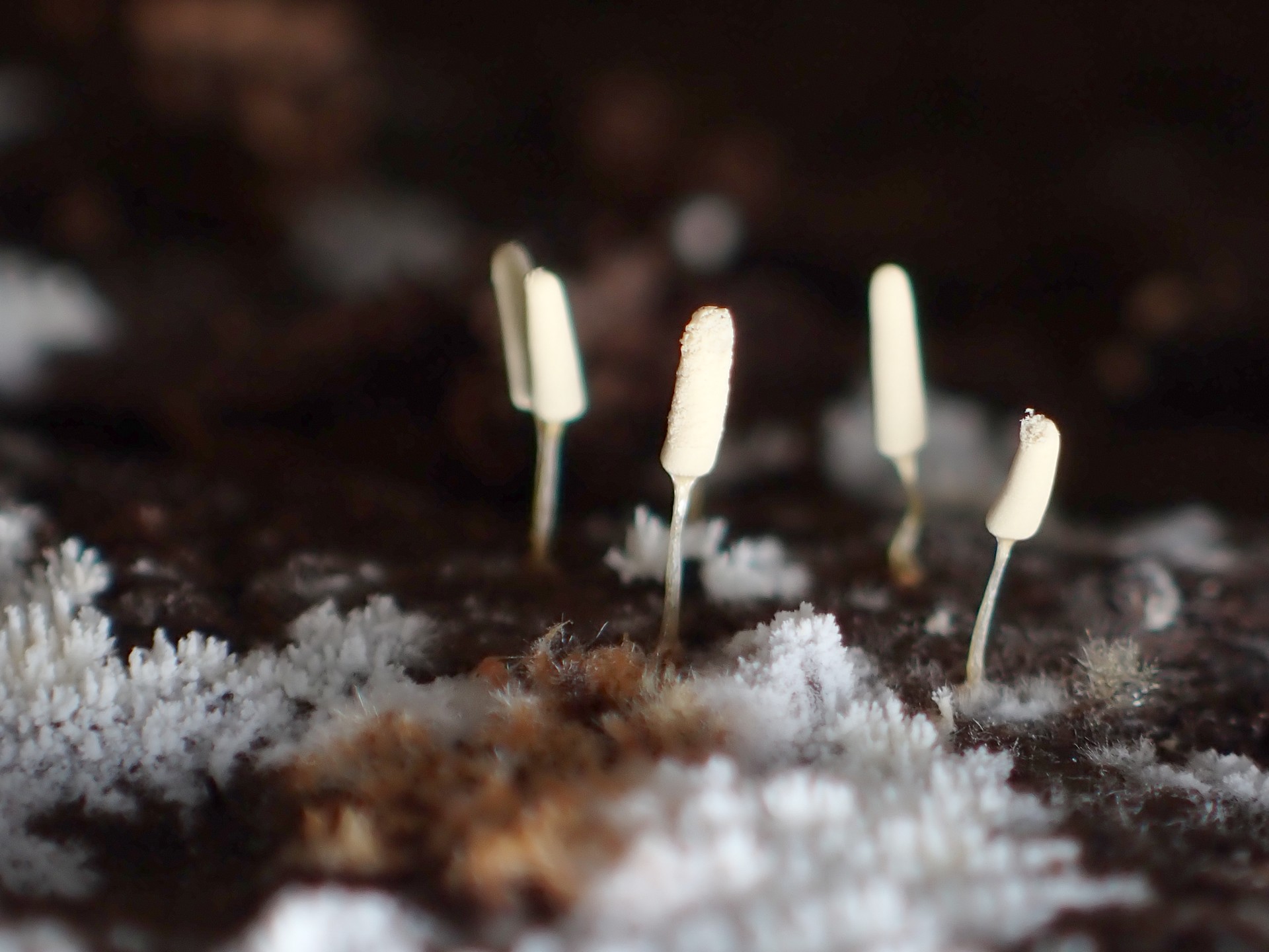 キウツボホコリの仲間の高画質写真です。横浜市で、2024年7月10日に撮影したものです。