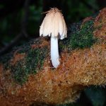 コキララタケと菌糸マットの 高画質写真です。横浜市で、2024年6月30日に撮影したものです。