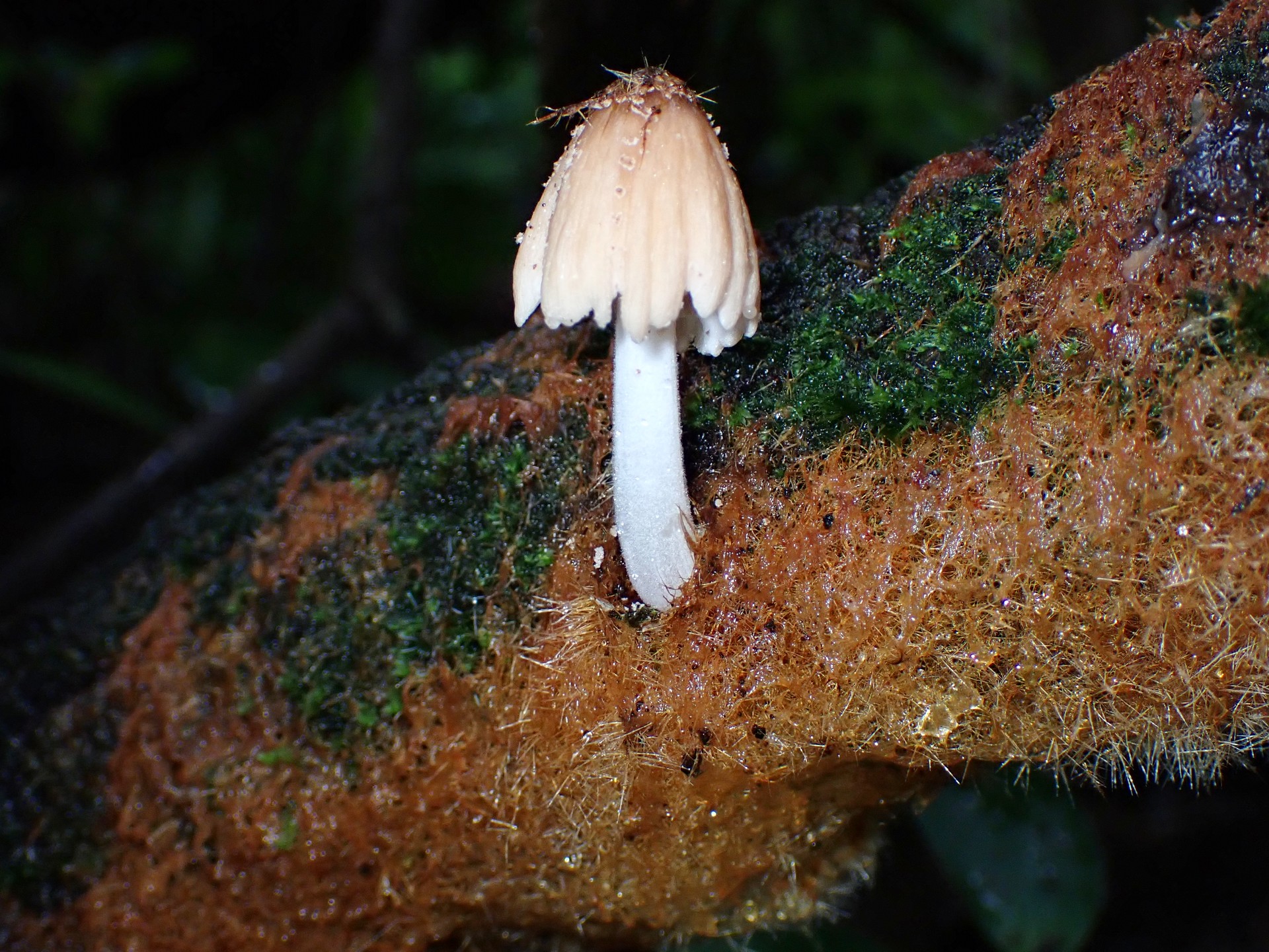 コキララタケと菌糸マットの 高画質写真です。横浜市で、2024年6月30日に撮影したものです。