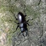 コクワガタの高画質写真です。横浜市で、2024年7月24日に撮影したものです。